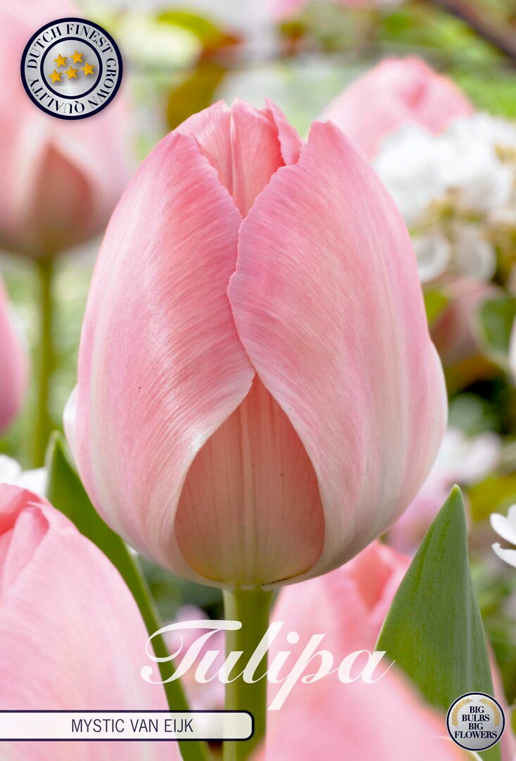 Tulipa Darwin Mystic Van Eijk