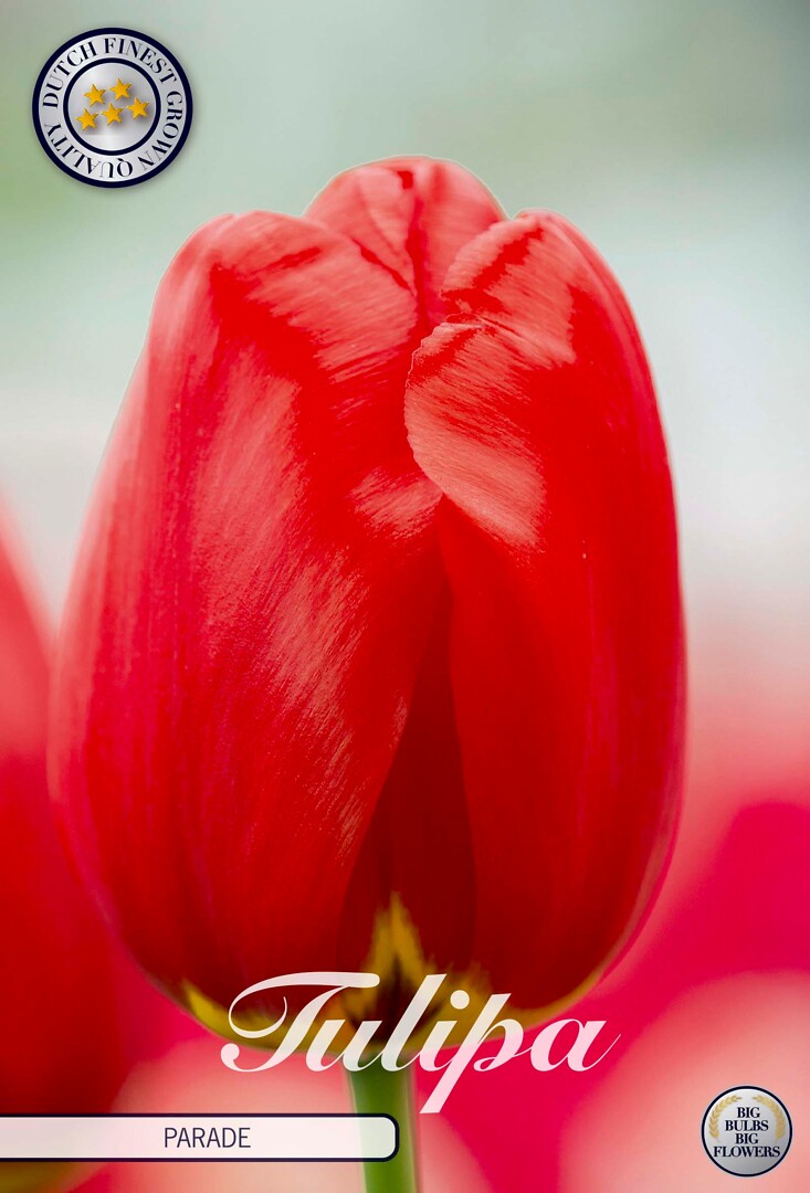 Tulipa Darwin Parade