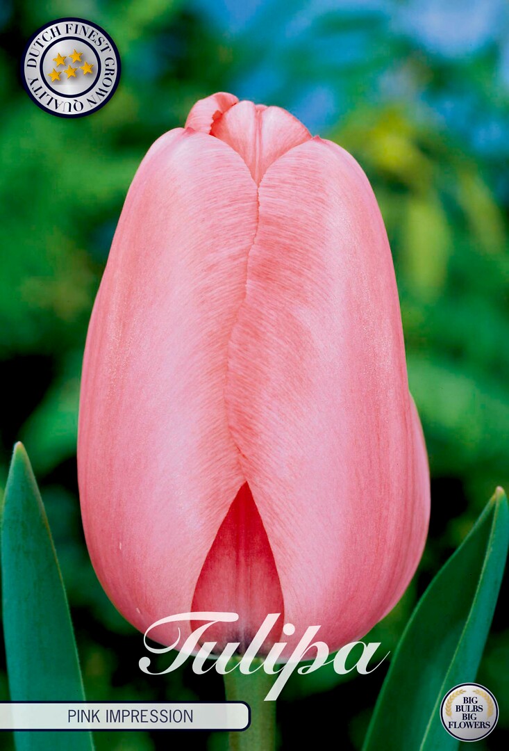 Tulipa Darwin Pink Impression