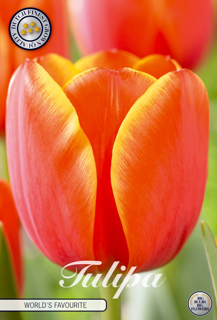 Tulipa Darwin World'S Favourite