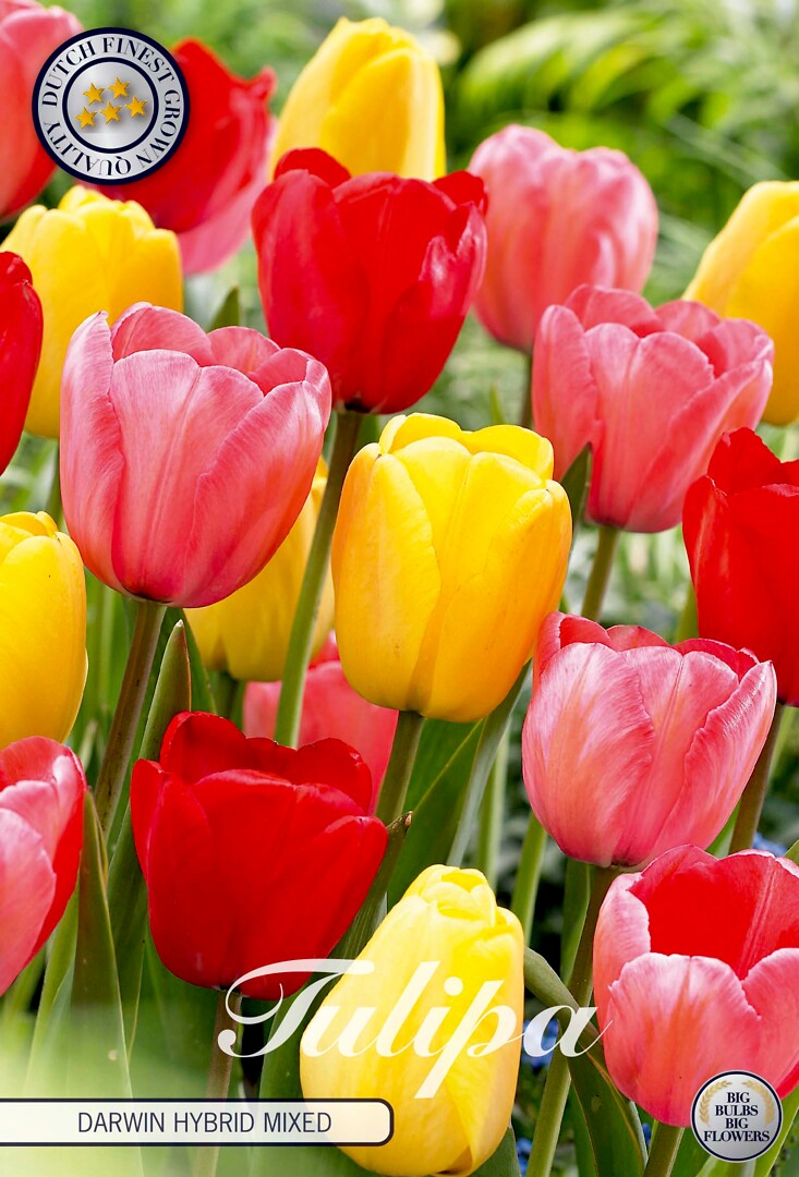 Tulipa Darwin Hybride Mixed