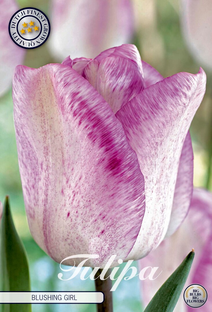Tulipa Singe Late Blushing Girl