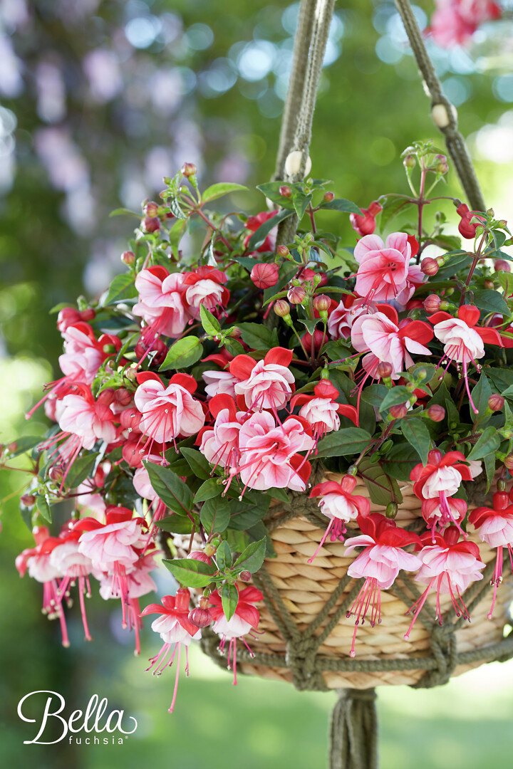 Fuchsia hybrid Bella Fuchsia® Laura