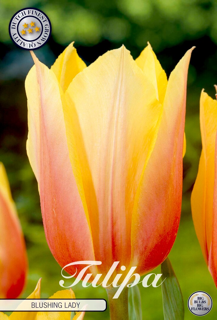 Tulipa Singe Late Blushing Lady