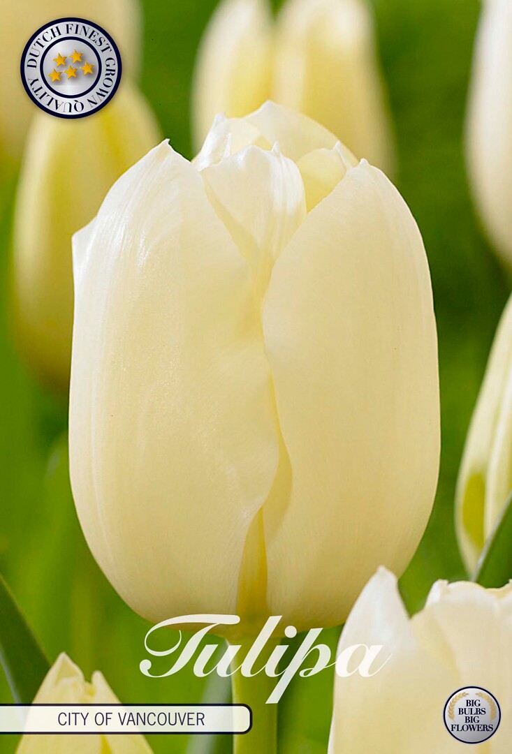 Tulipa Singe Late City Of Vancouver