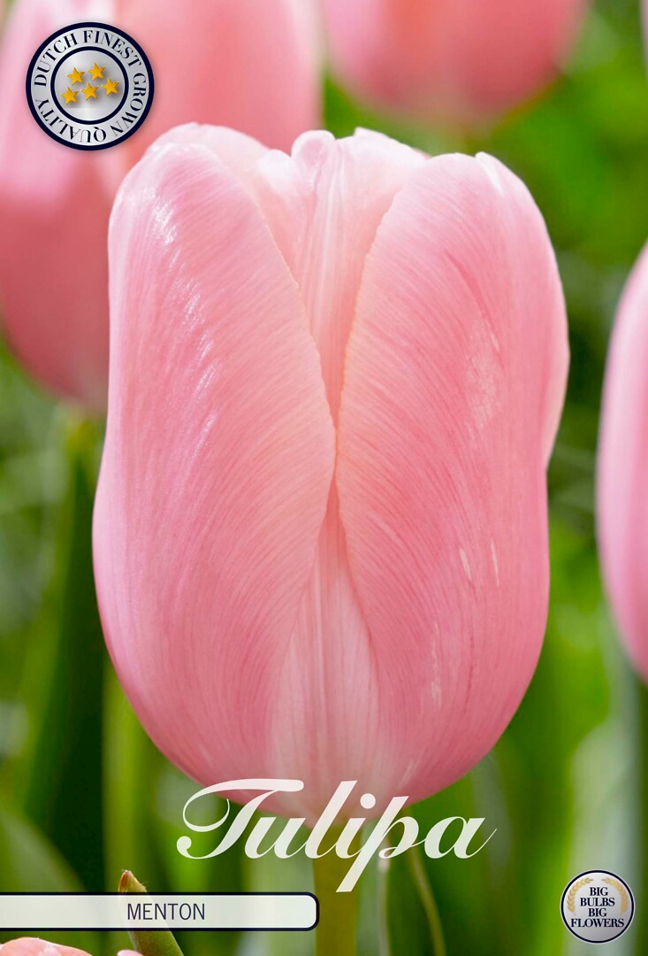 Tulipa Singe Late Menton