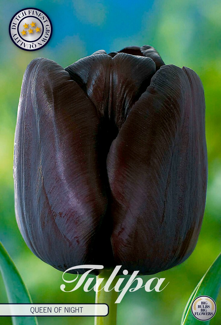 Tulipa Singe Late Queen Of Night