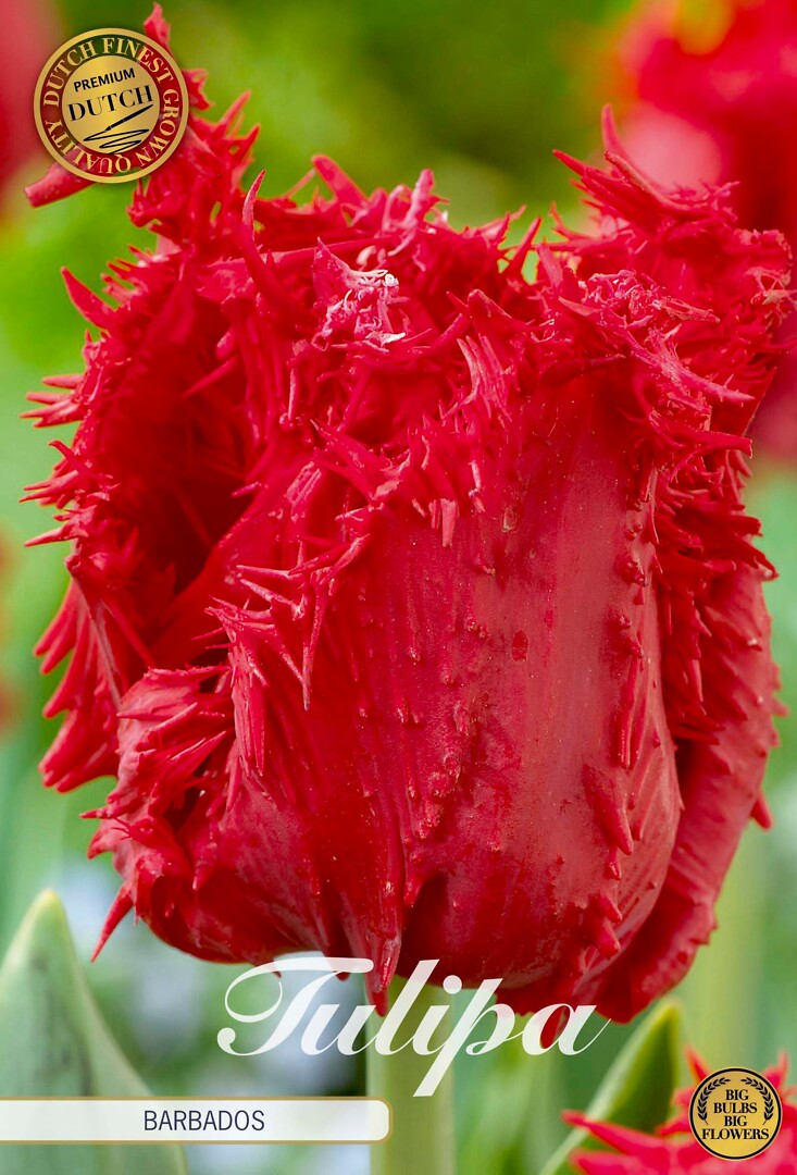 Tulipa Fringed Barbados