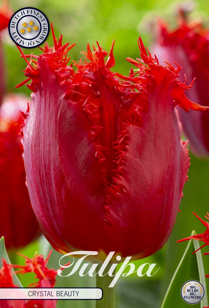 Tulipa Fringed Crystal Beauty
