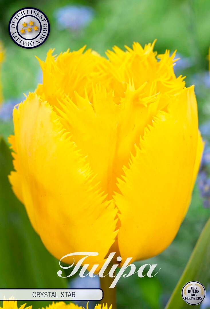 Tulipa Fringed Crystal Star