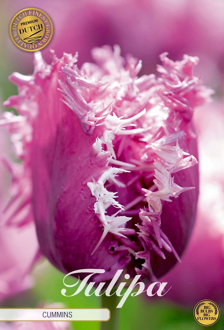 Tulipa Fringed Cummins