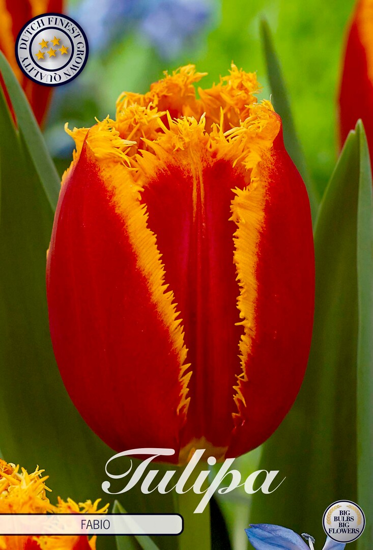 Tulipa Fringed Fabio
