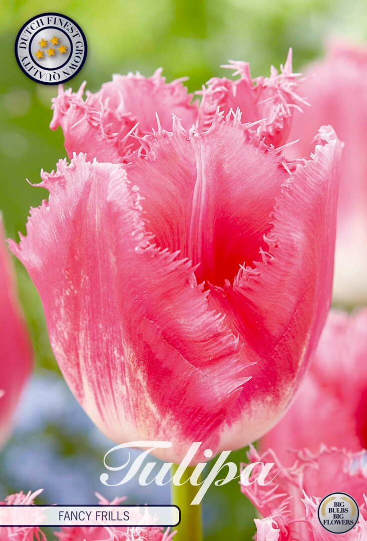 Tulipa Fringed Fancy Frills