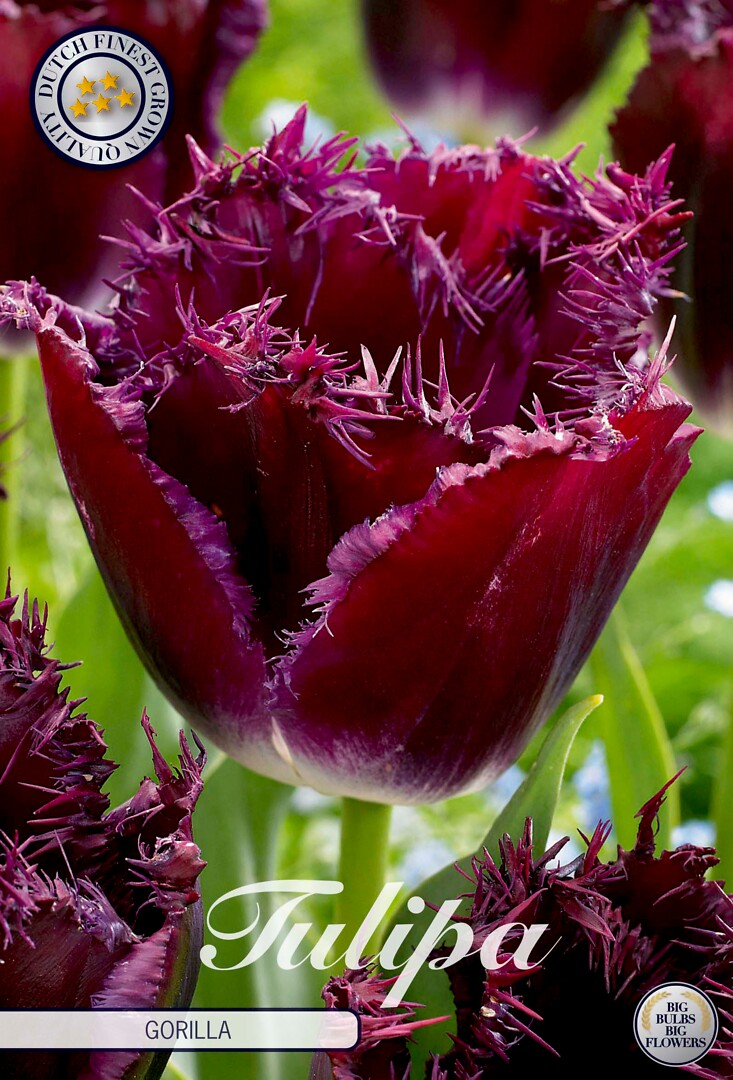 Tulipa Fringed Gorilla
