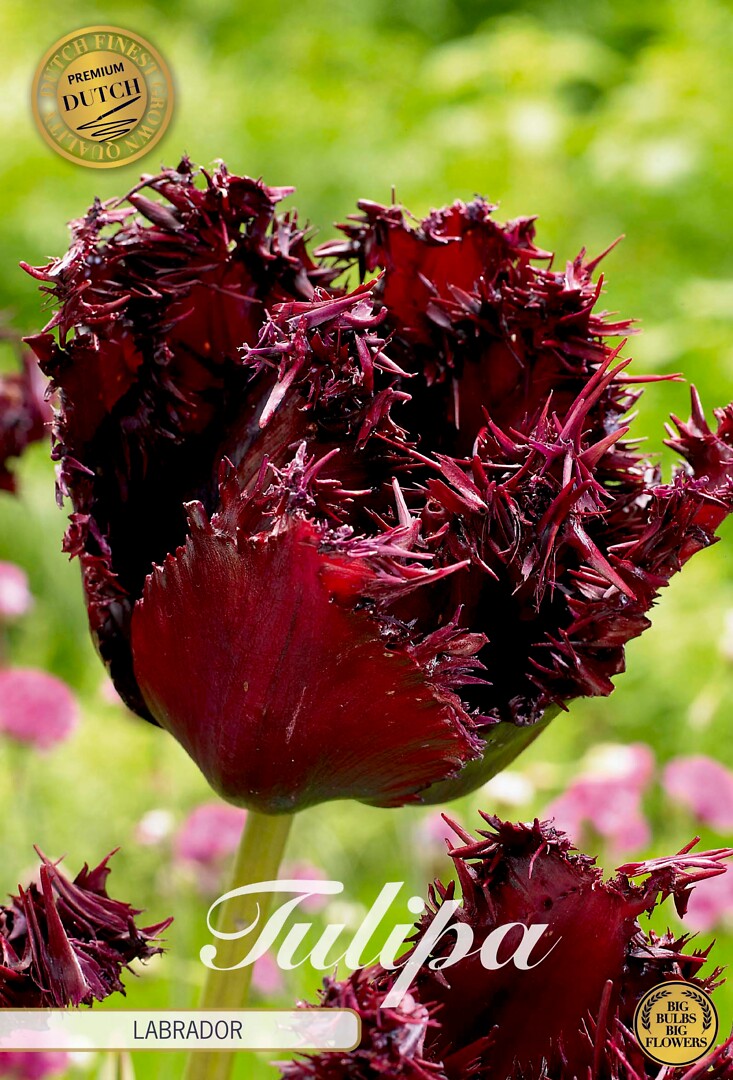 Tulipa Fringed Labrador