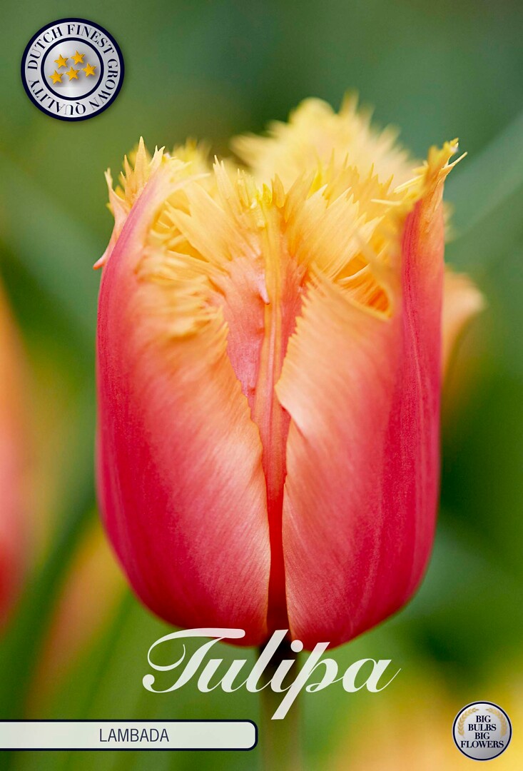 Tulipa Fringed Lambada