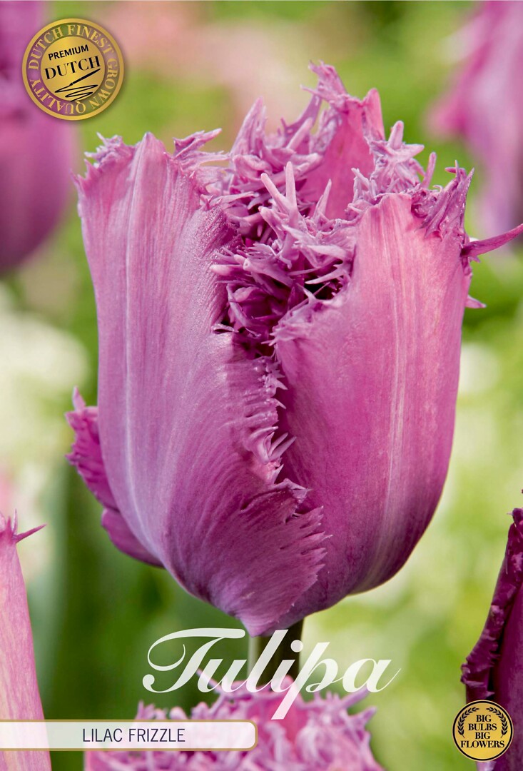 Tulipa Fringed Lilac Frizzle