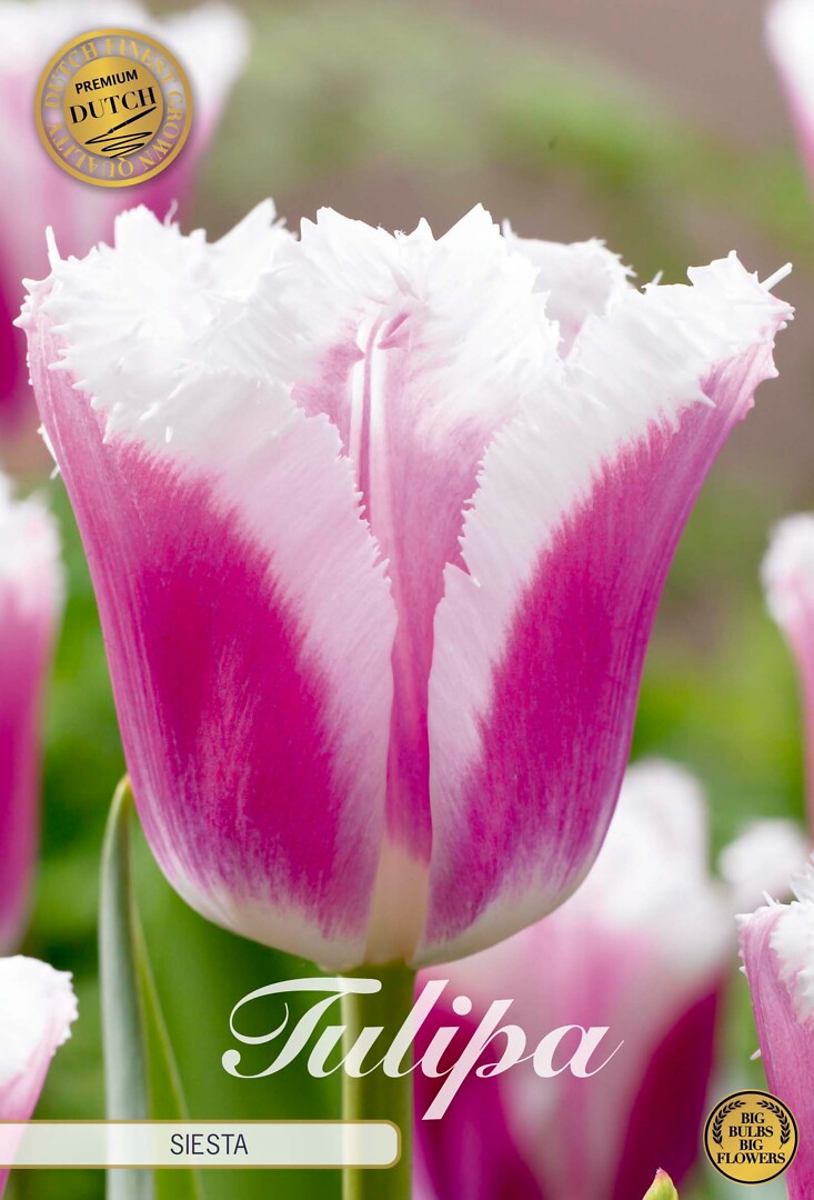 Tulipa Fringed Siesta