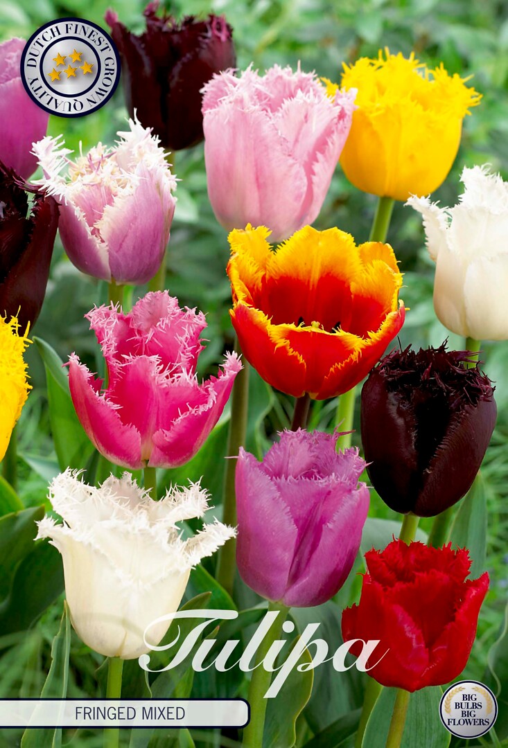 Tulipa Fringed Mixed