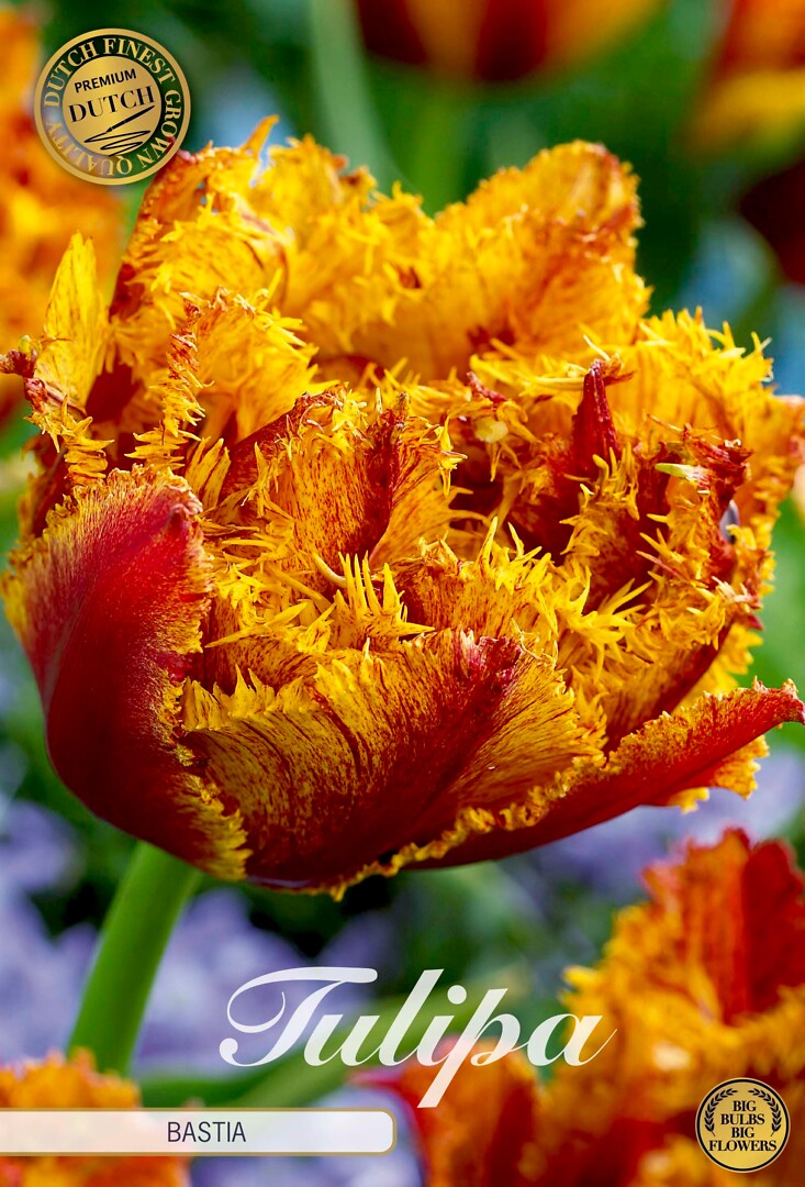 Tulipa Fringed Double Bastia