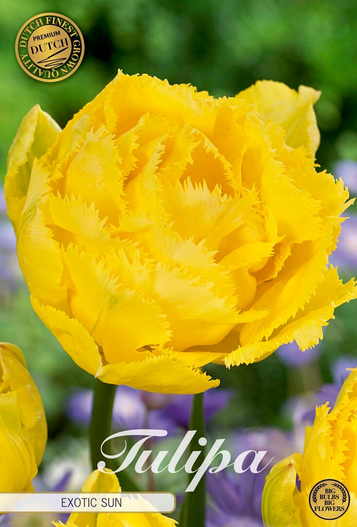 Tulipa Fringed Double Exotic Sun