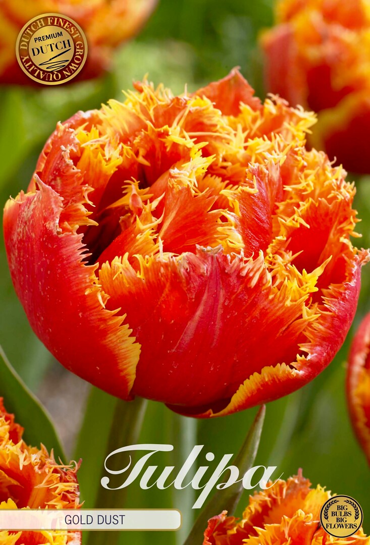 Tulipa Fringed Double Gold Dust