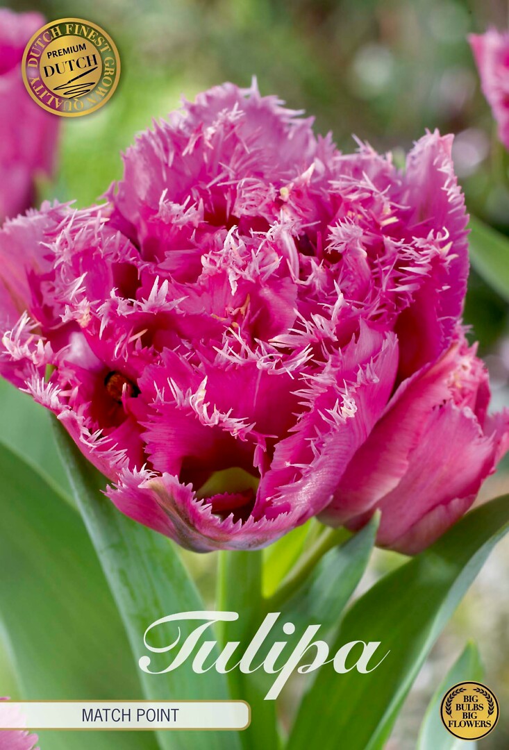 Tulipa Fringed Double Matchpoint