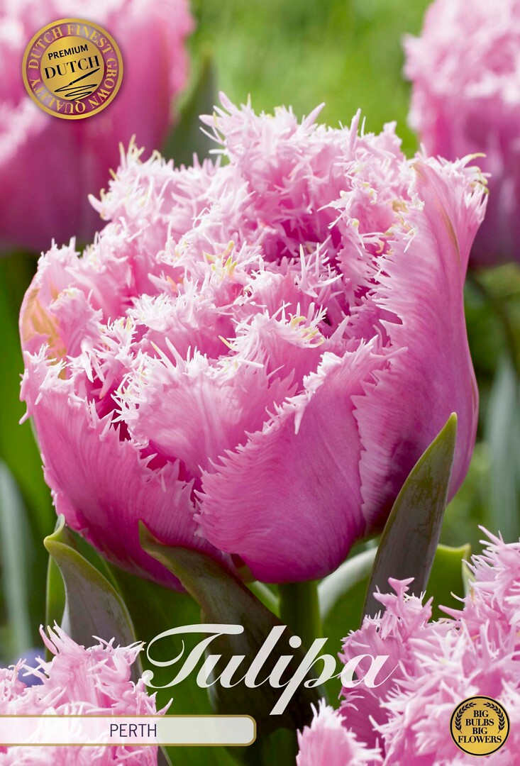 Tulipa Fringed Double Perth