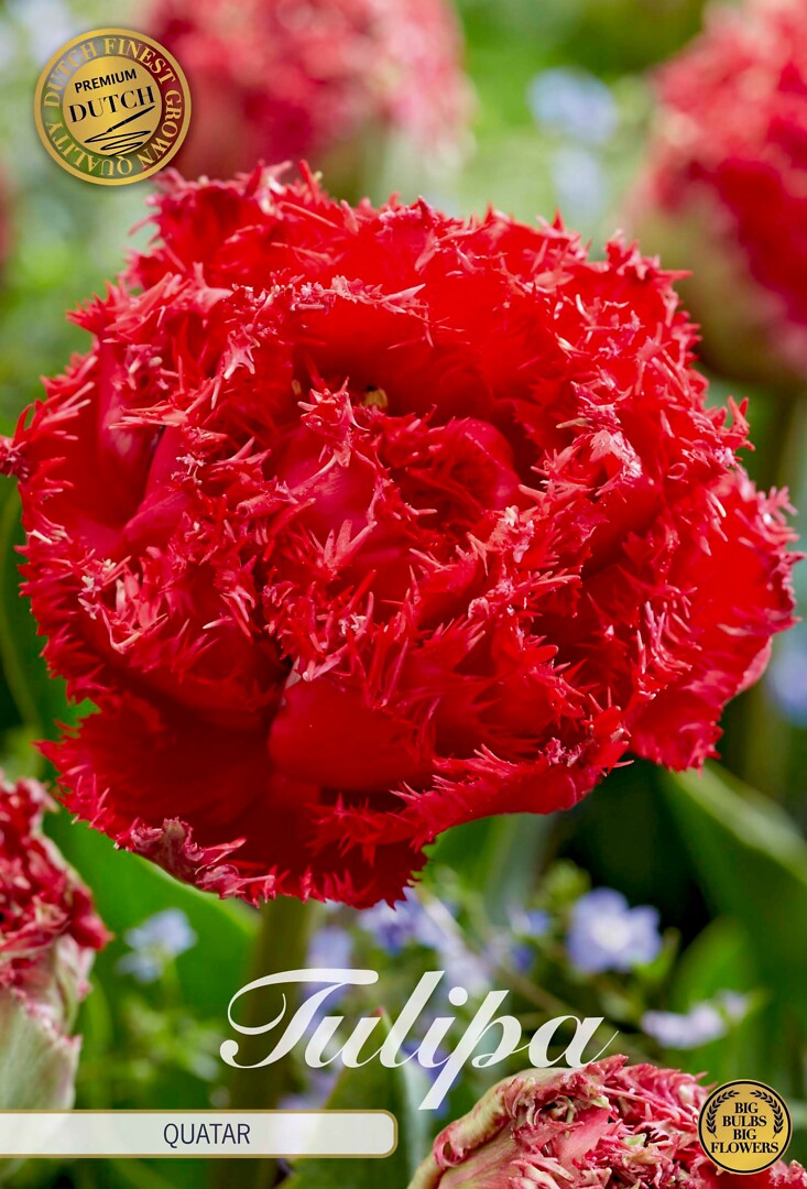 Tulipa Fringed Double Quatar