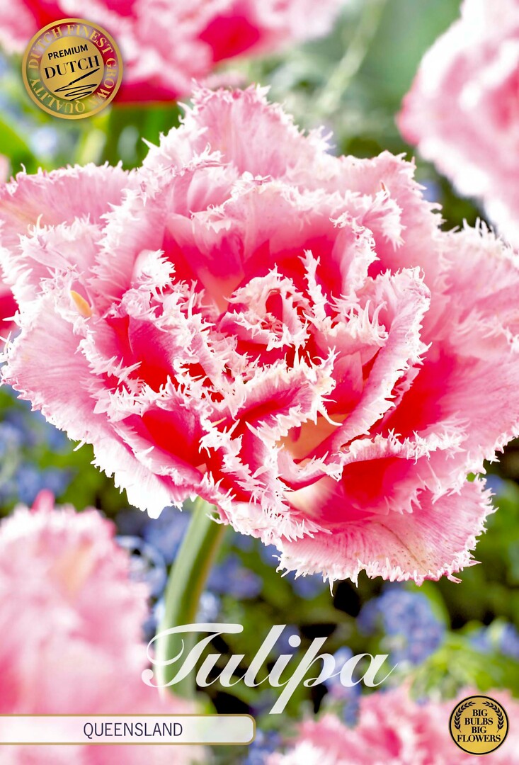 Tulipa Fringed Double Queensland