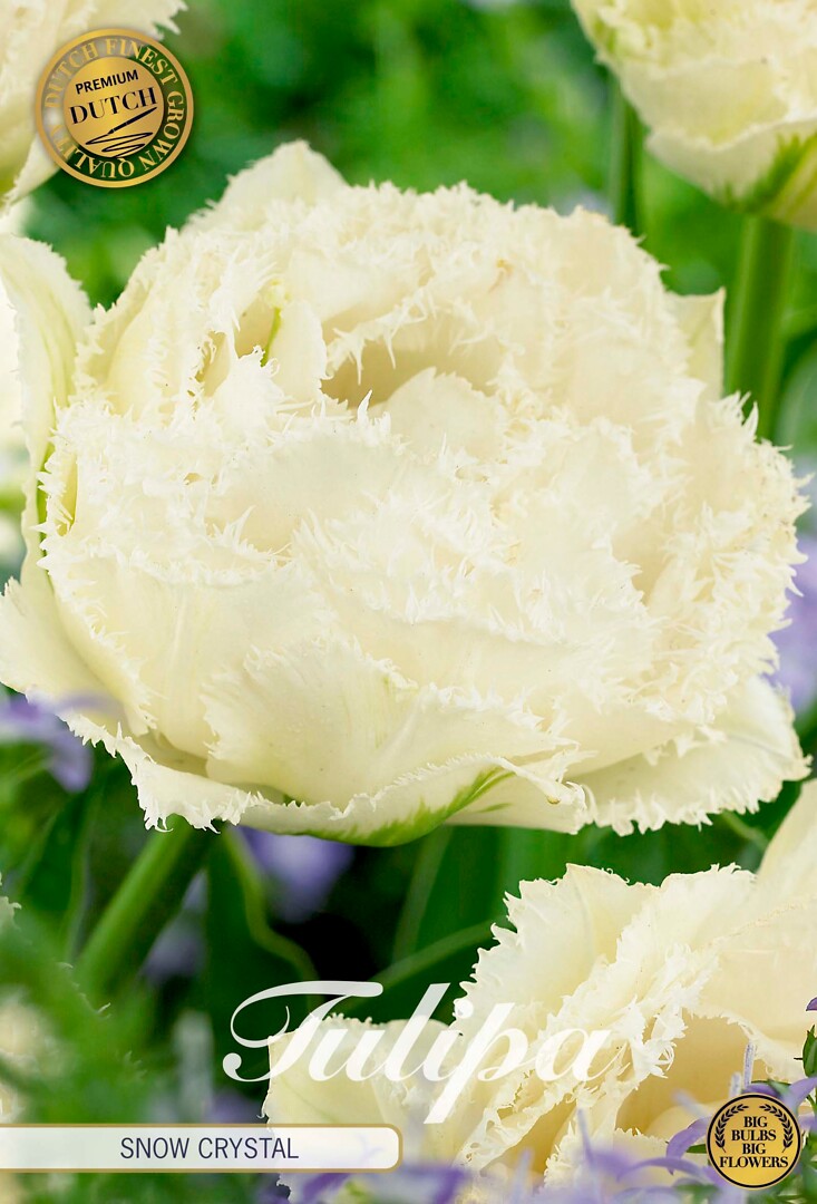 Tulipa Fringed Double Snow Crystal