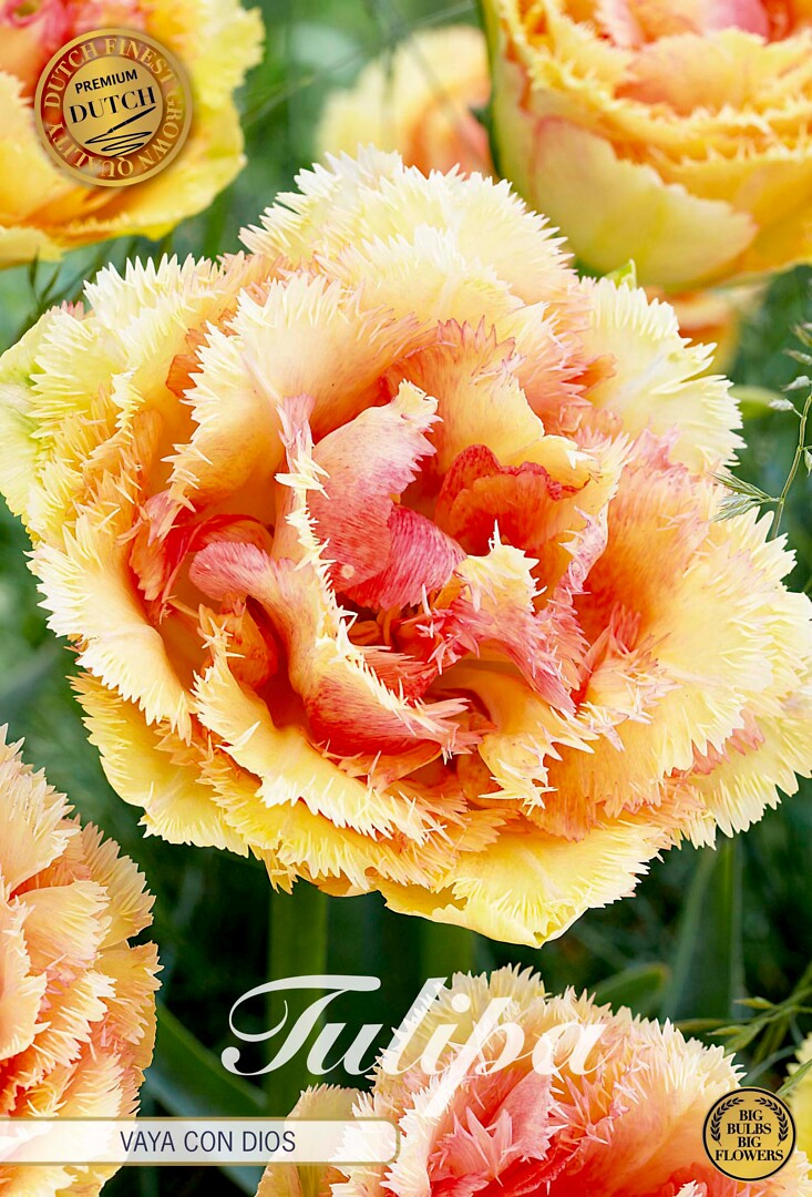 Tulipa Fringed Double Vaya Con Dios