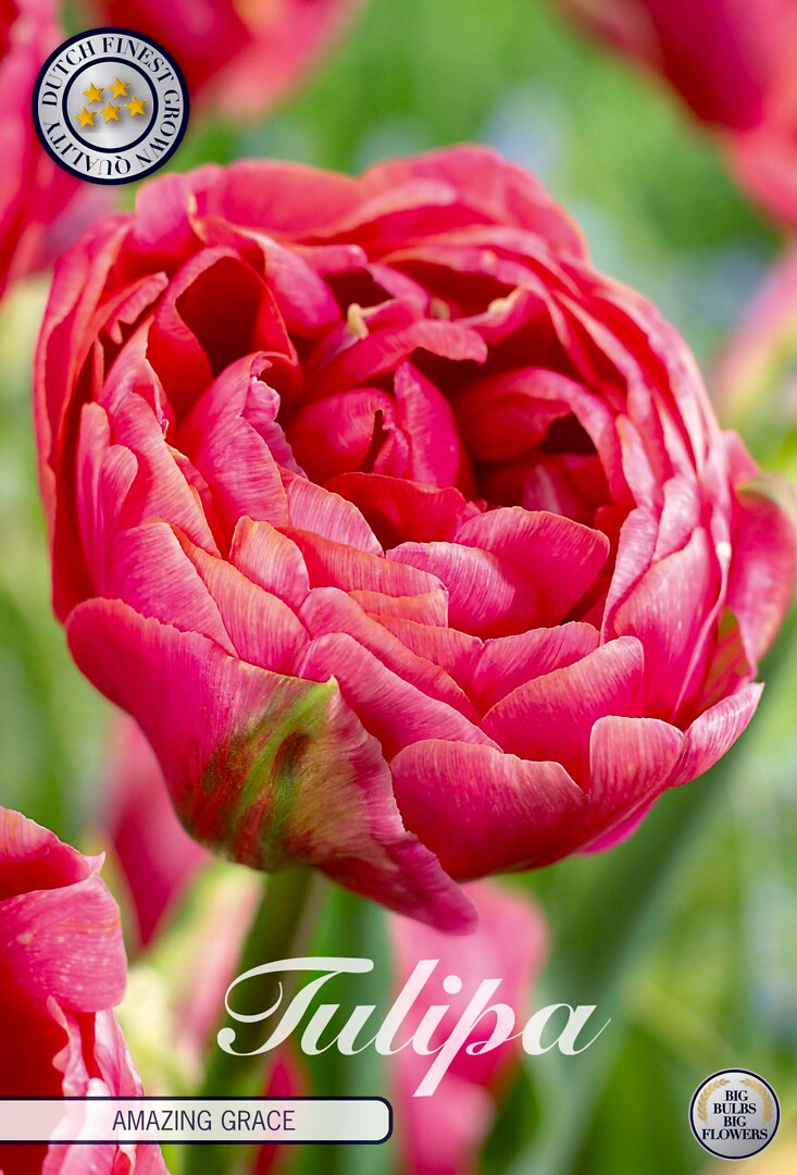 Tulipa Double Late Amazing Grace
