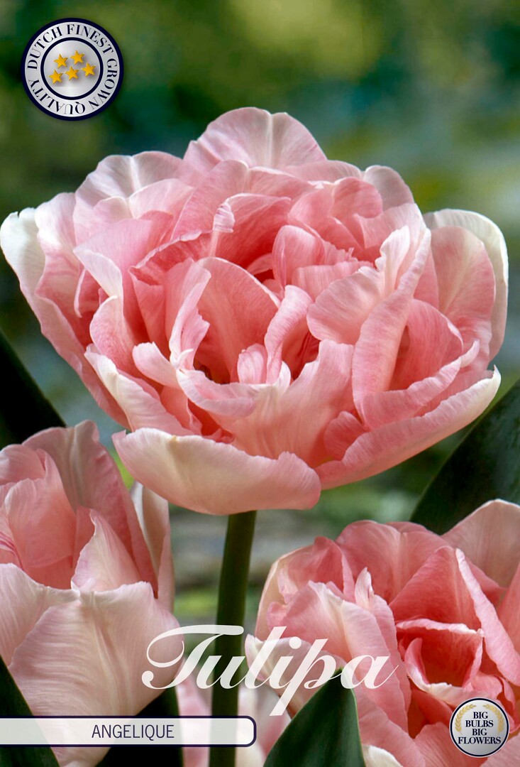 Tulipa Double Late Angelique