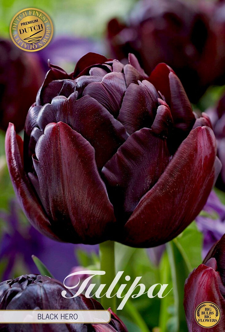 Tulipa Double Late Black Hero