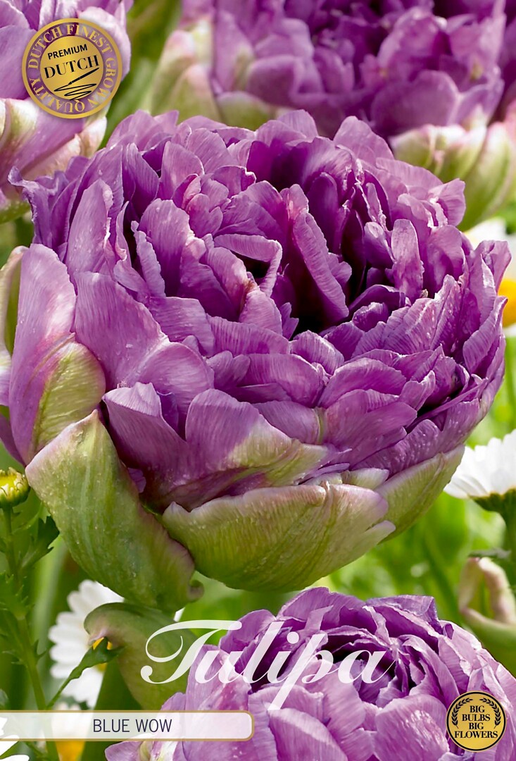 Tulipa Double Late Blue Wow