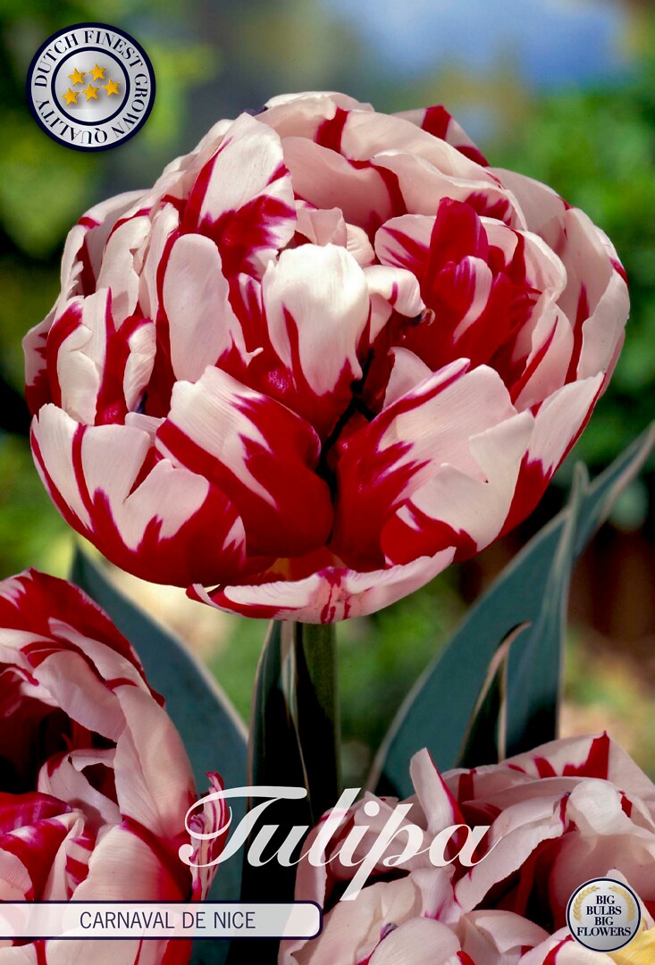 Tulipa Double Late Carnaval De Nice