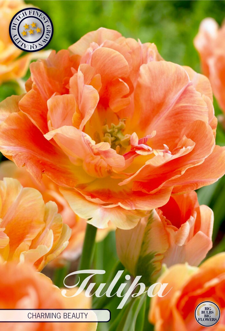 Tulipa Double Late Charming Beauty