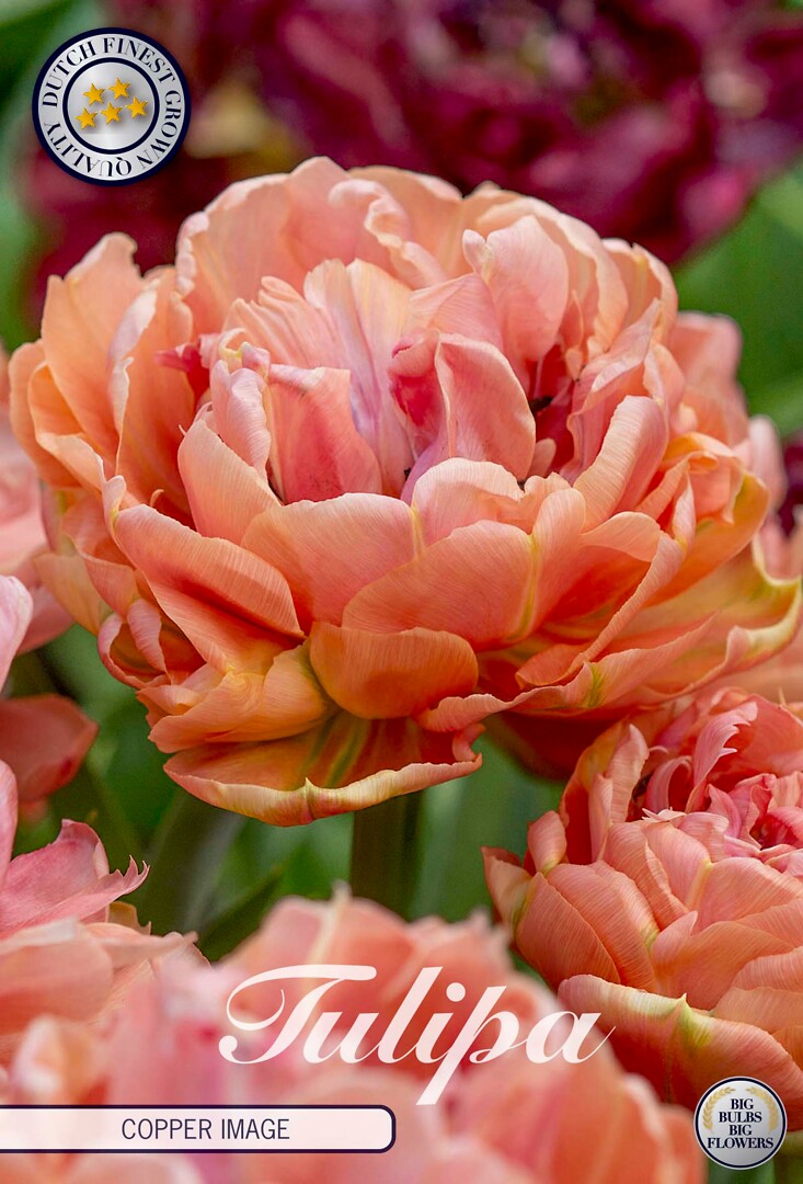 Tulipa Double Late Copper Image