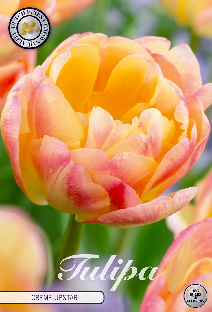 Tulipa Double Late Cream Upstar