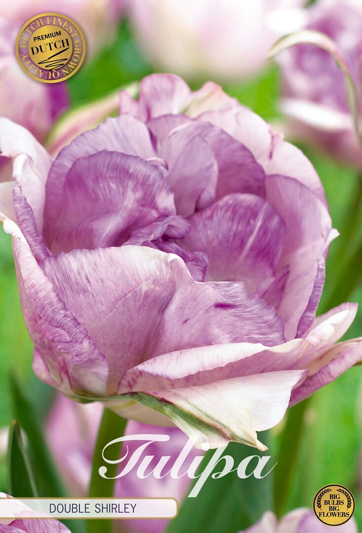 Tulipa Double Late Shirley