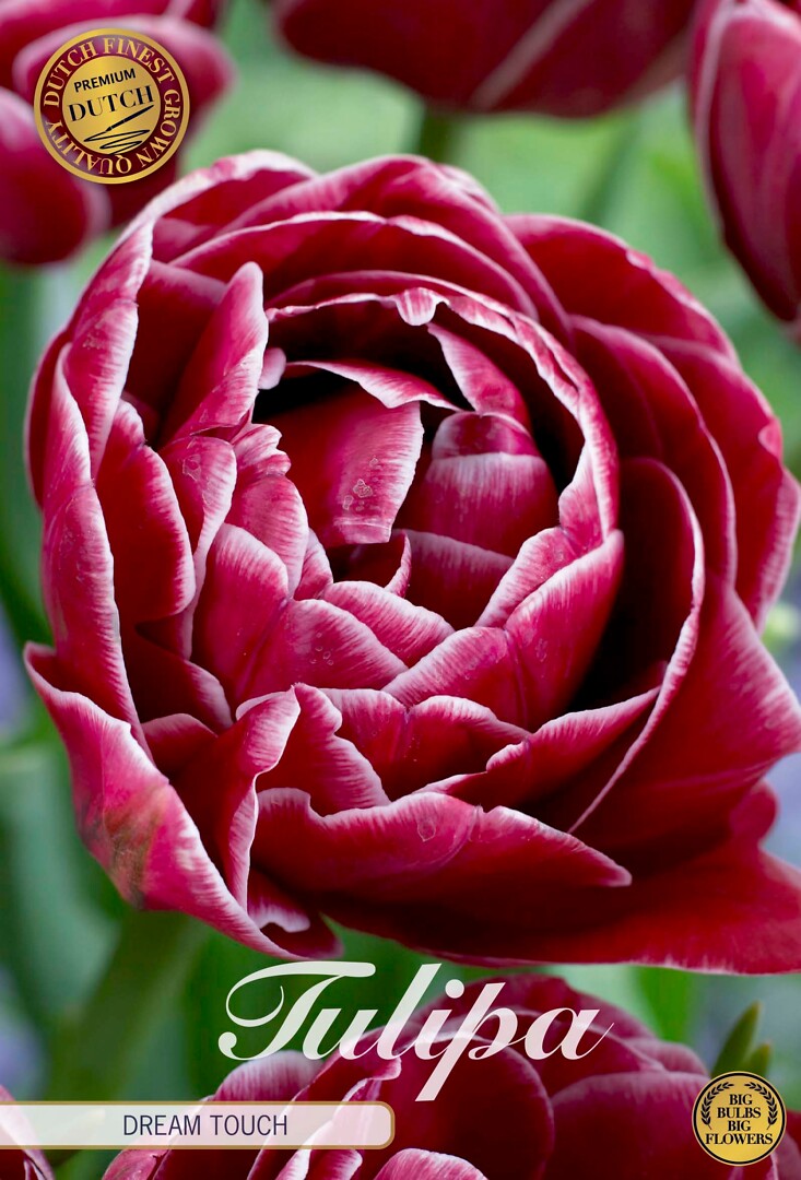 Tulipa Double Late  Dream Touch