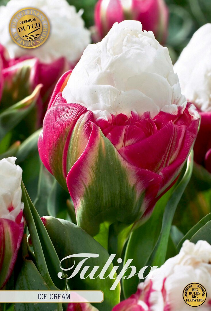 Tulipa Double Late Ice Cream