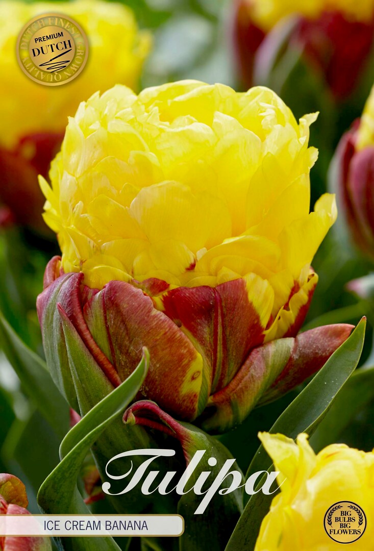 Tulipa Double Late Ice Cream Banana