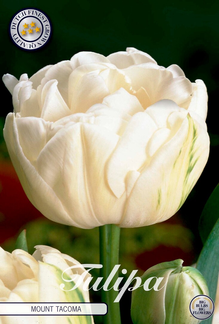 Tulipa Double Late Mount Tacoma
