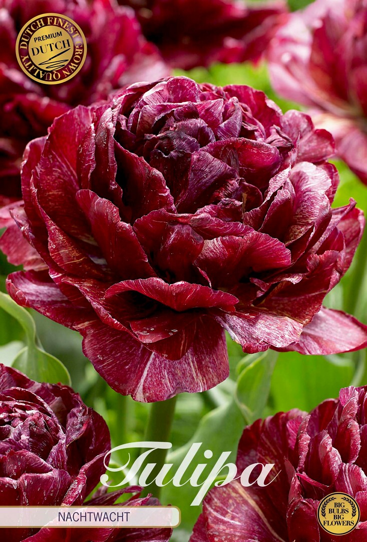 Tulipa Double Late Nachtwacht