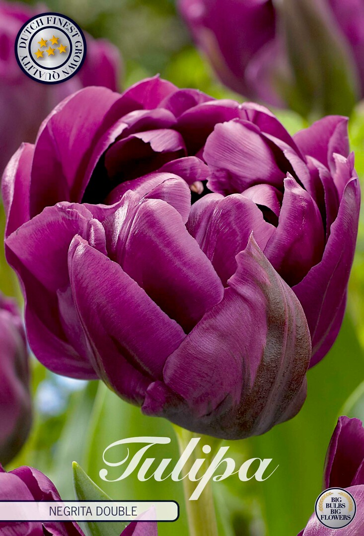 Tulipa Double Late Negrita