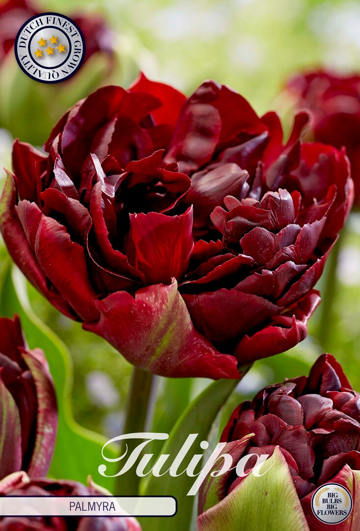 Tulipa Double Late Palmyra