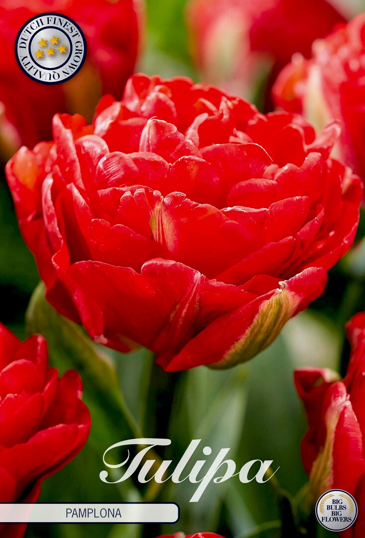 Tulipa Double Late Pamplona