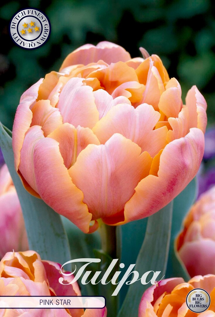 Tulipa Double Late Pink Star